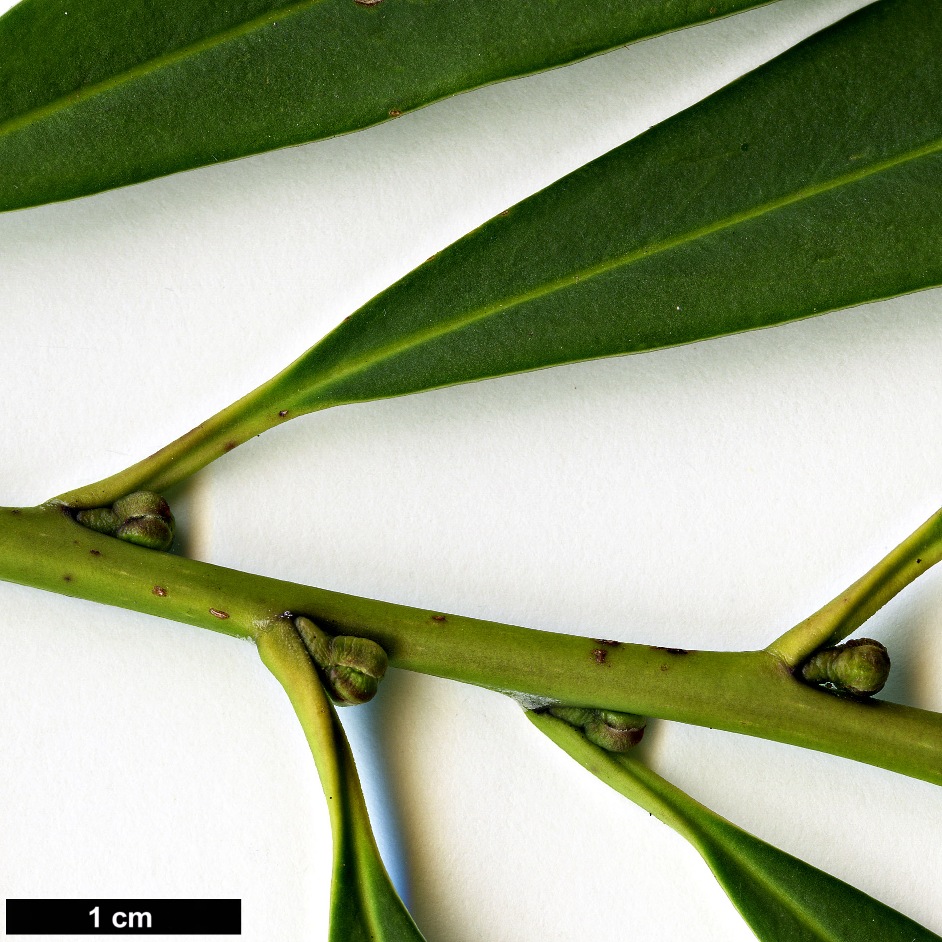 High resolution image: Family: Aquifoliaceae - Genus: Ilex - Taxon: fargesii - SpeciesSub: subsp. fargesii